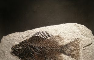 Pesci ossei nell’Eocene (58-27 milioni di anni fa)