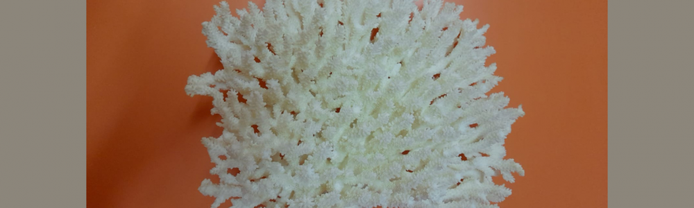 Coralli preistorici a Peagna