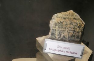 Le prime tracce di vita sulla Terra: le Stromatoliti