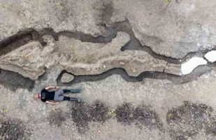 Rinvenuto “Drago marino” di 180 milioni di anni