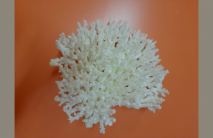 Coralli preistorici a Peagna